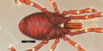 Media type: image;   Invertebrate Zoology 133769